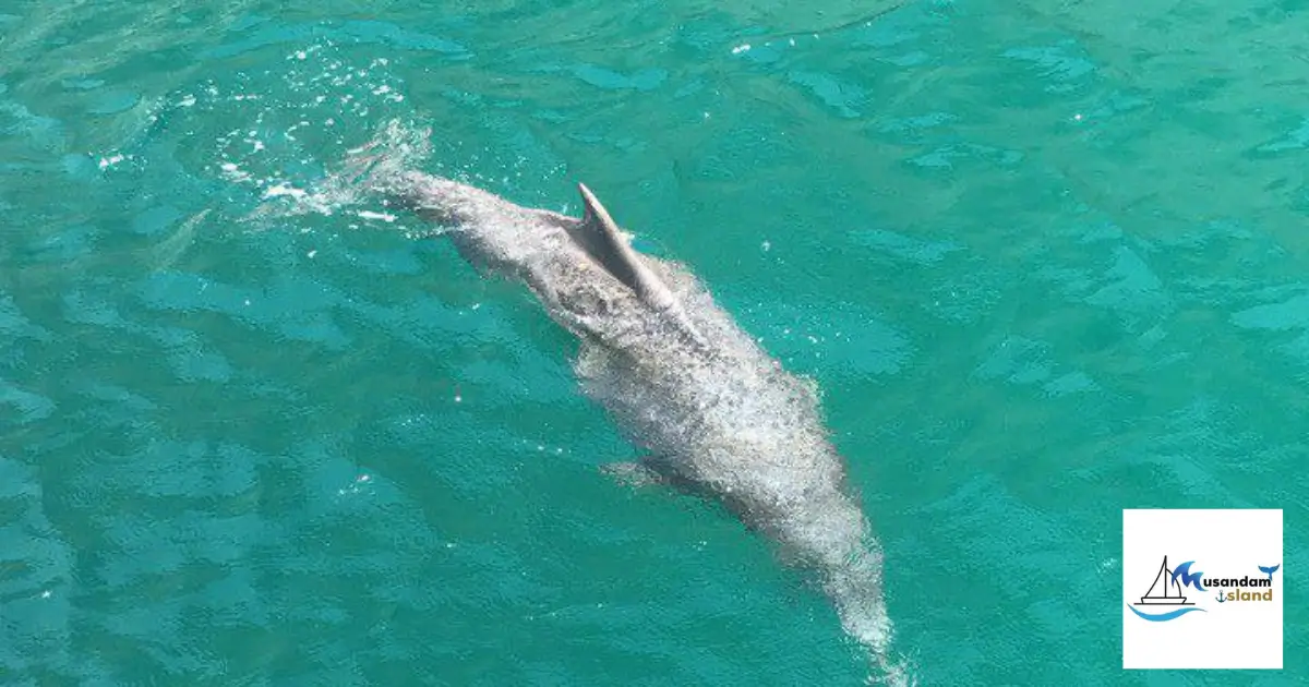 A Night Under the Stars 