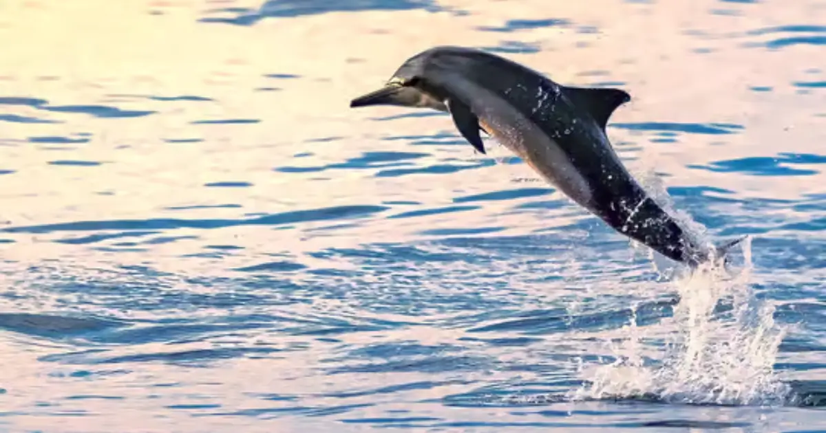 Are Dolphin-Watching Tours Ethical and Safe