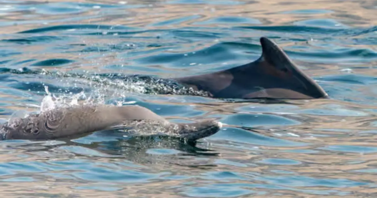 Best Locations for Dolphin Watching in Musandam