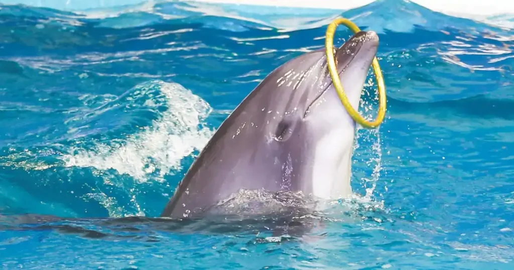 Musandam Dolphin Watching Best Time to Visit Oman in 2026