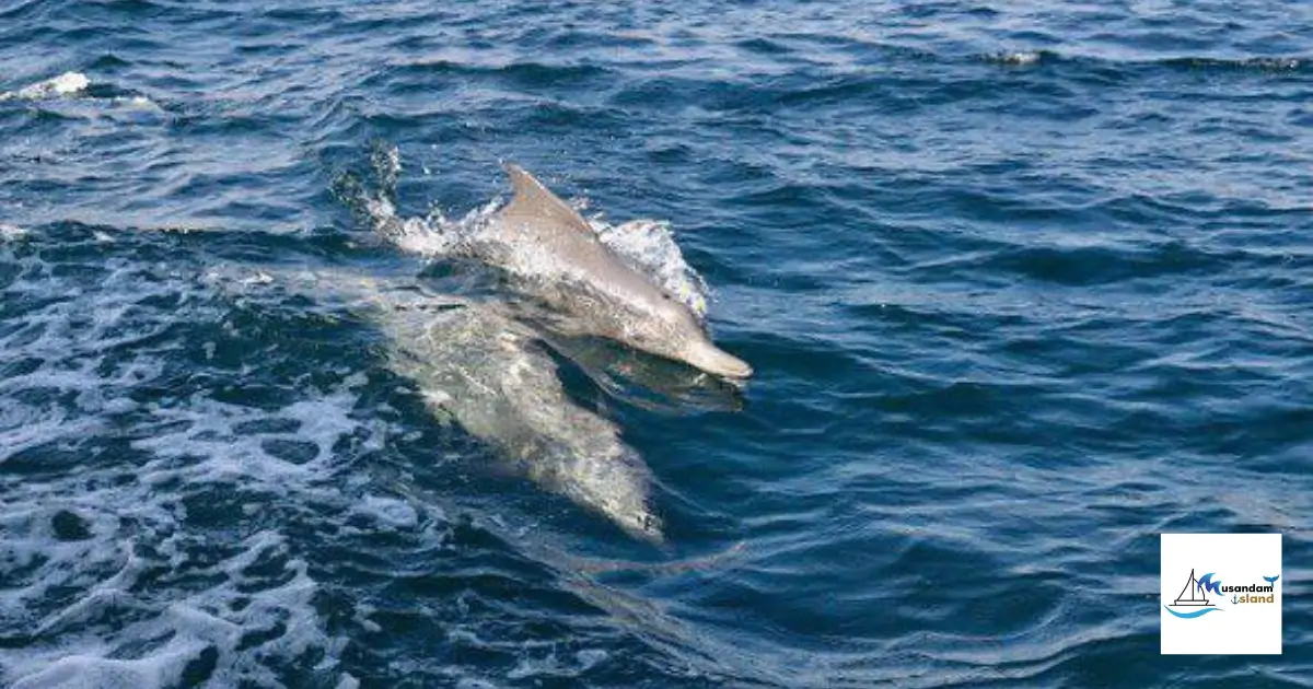 What to Bring for Your Musandam Trip