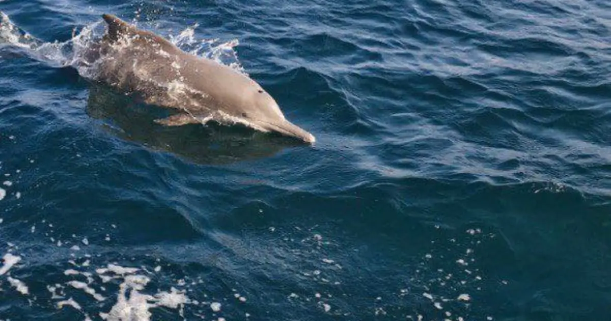 Mountain Safari Jebel Harim