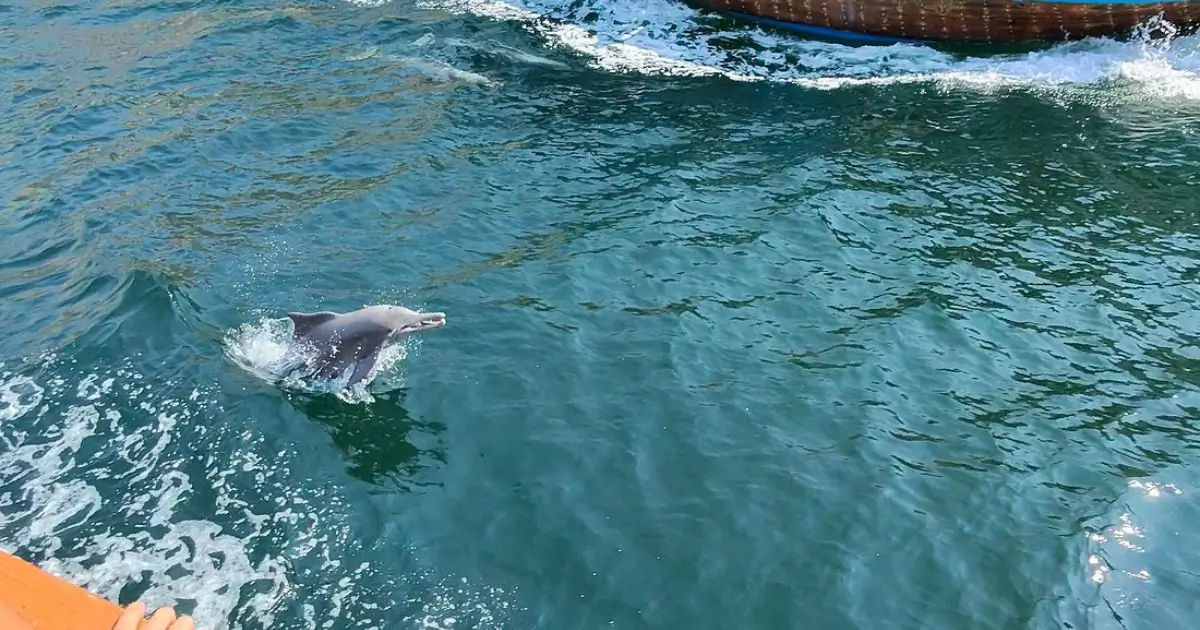 The best places to visit in Musandam 2026