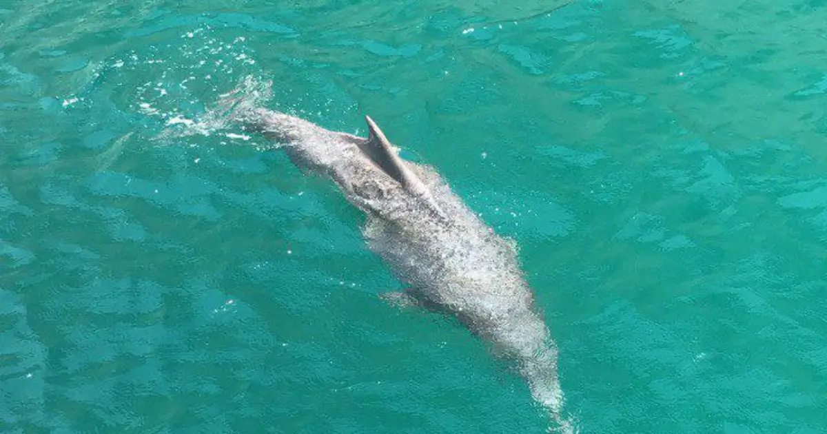 Traditional dhow cruise experience