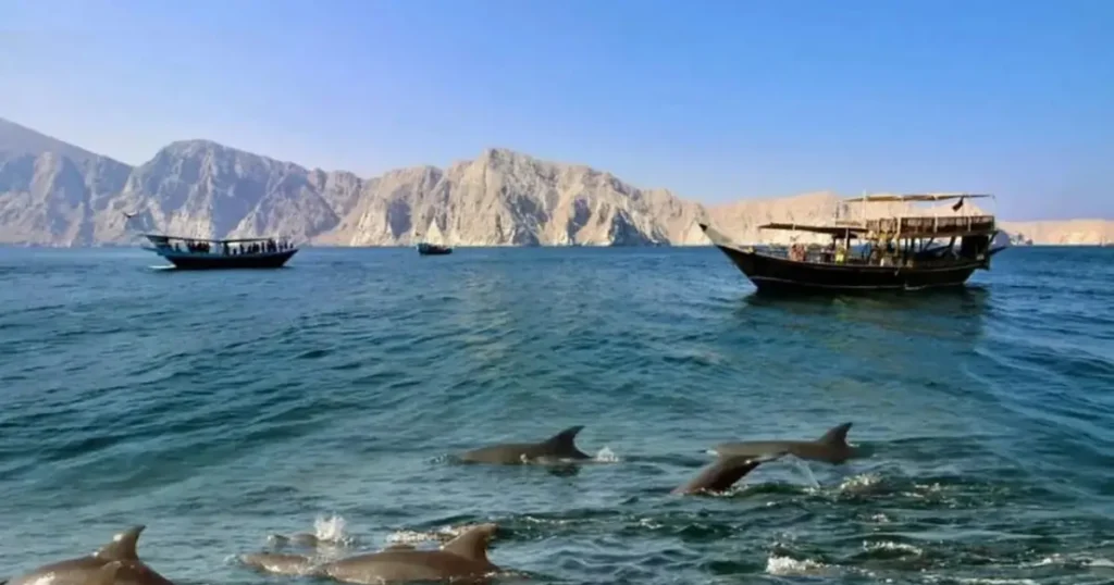 Dolphin cruise services In Musandam Khasab