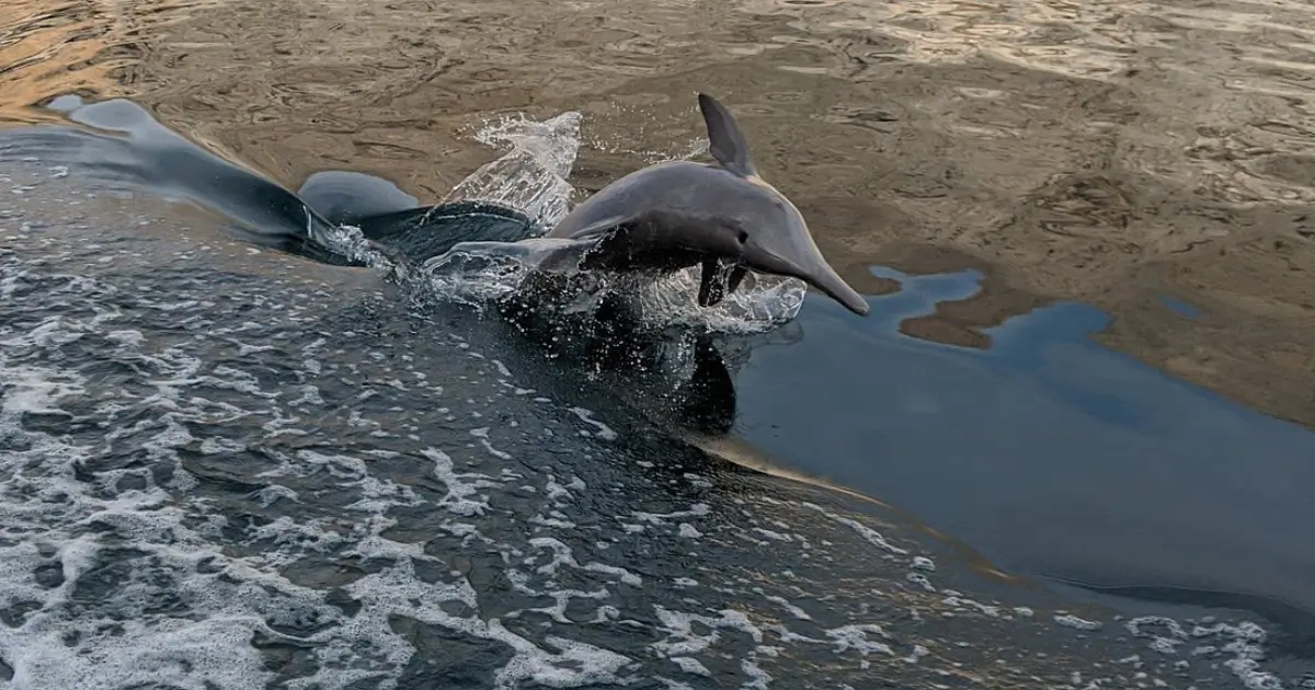 Eco-Friendly Dolphin Watching in Musandam