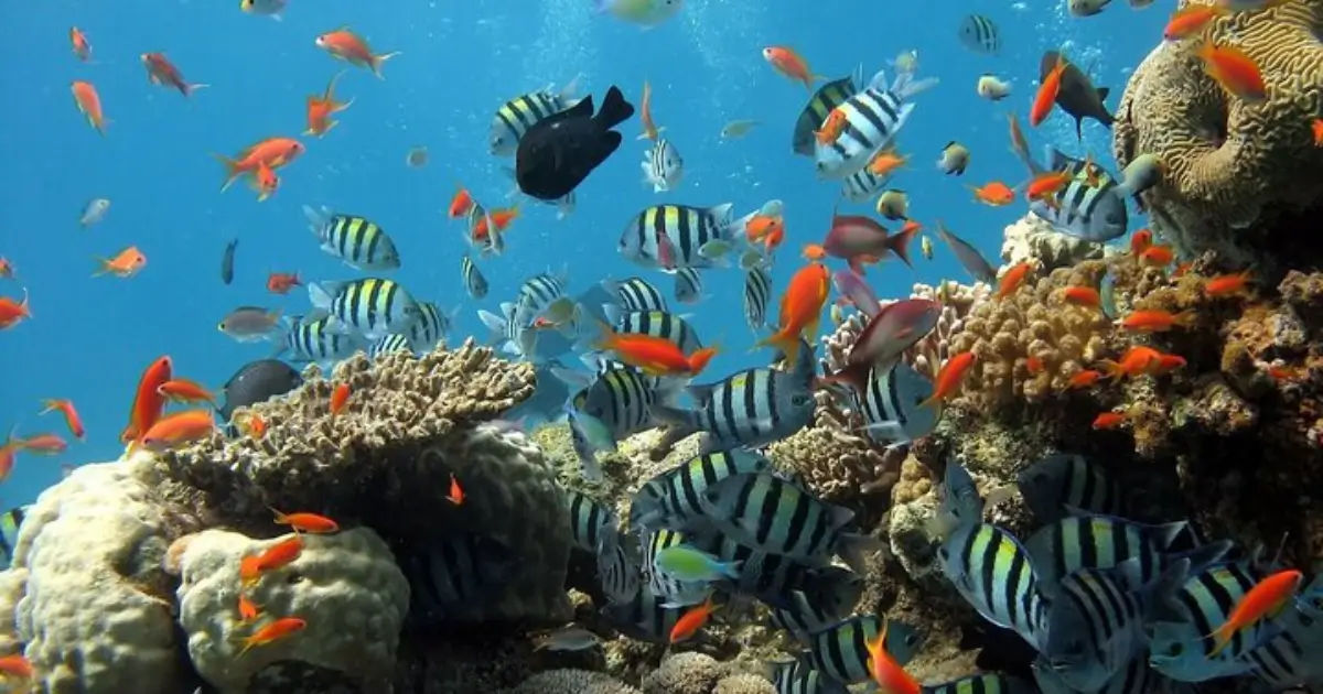 What experiences does Musandam Island Tours offer beyond snorkeling