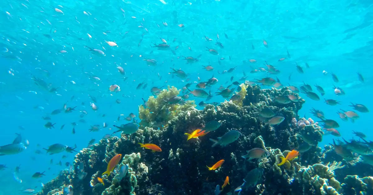 What marine life can you expect to see while snorkeling in Telegraph Island