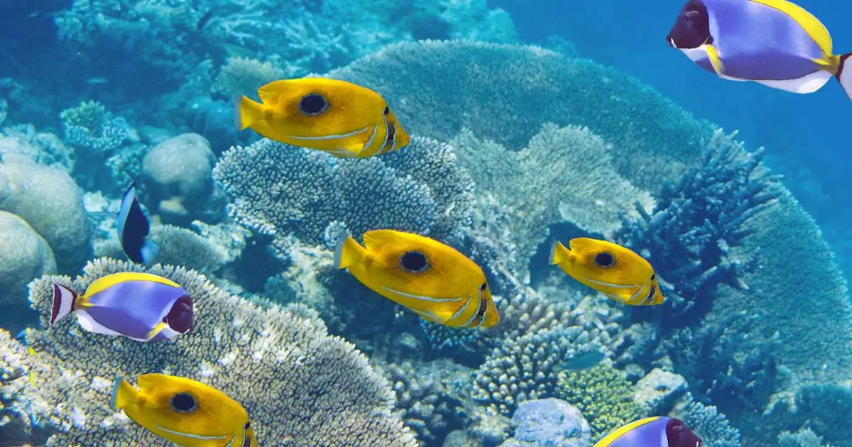 What to Expect on a Snorkeling Trip in Musandam
